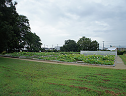 東京大学生体調和農学機構ハス見本園